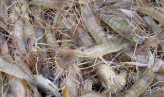 小龙虾养殖方法 小龙虾的养殖技术